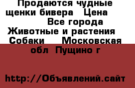 Продаются чудные щенки бивера › Цена ­ 25 000 - Все города Животные и растения » Собаки   . Московская обл.,Пущино г.